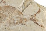 Cretaceous Fossil Fish (Nematonotus) - Hjoula, Lebanon #200767-2